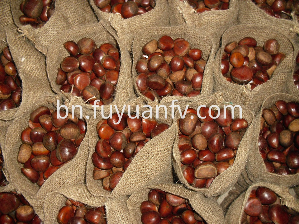 brown color chestnut for export